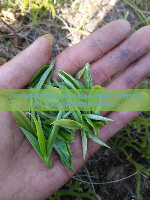 锐茶斋普洱茶生茶价格