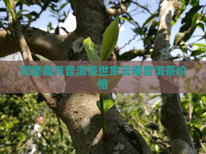 茶马世家藏月普洱茶价格