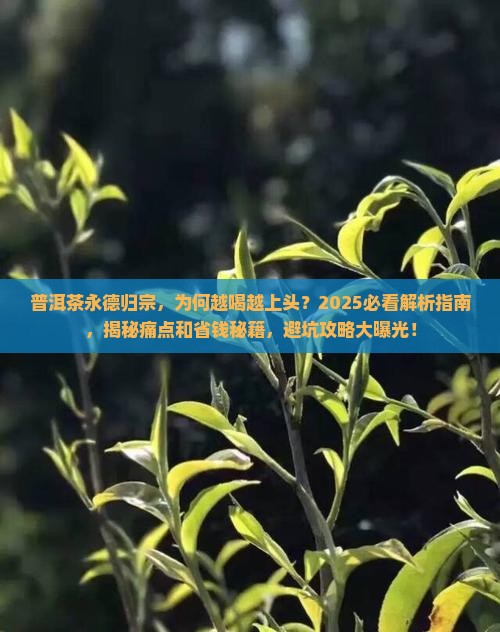 普洱茶永德归宗