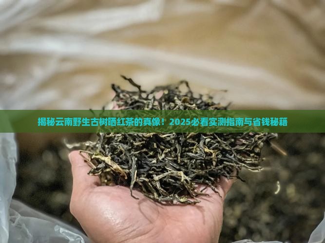 云南野生古树晒红茶的特点