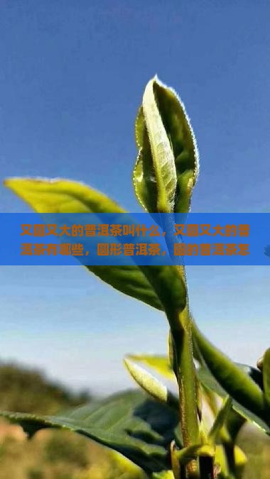 又圆又大的普洱茶