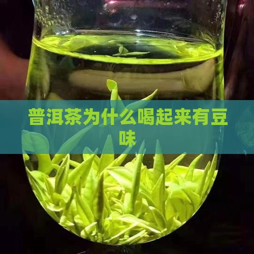 普洱茶为什么喝起来豆味