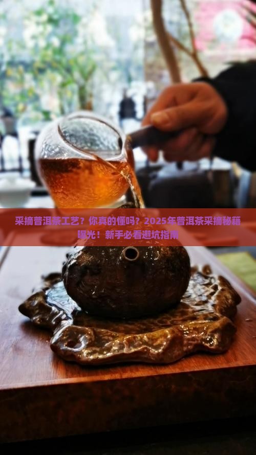 采摘普洱茶工艺