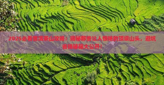 比较出名的普洱茶山