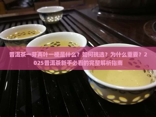普洱茶一芽两叶一梗