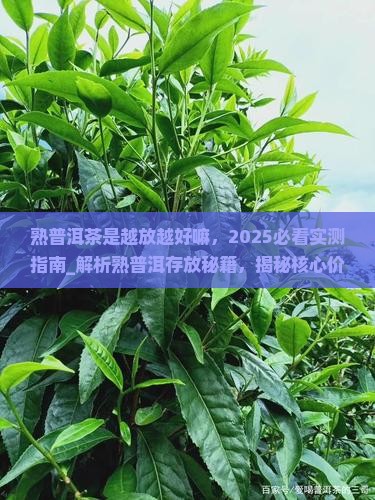 熟普洱茶是越放越好嘛