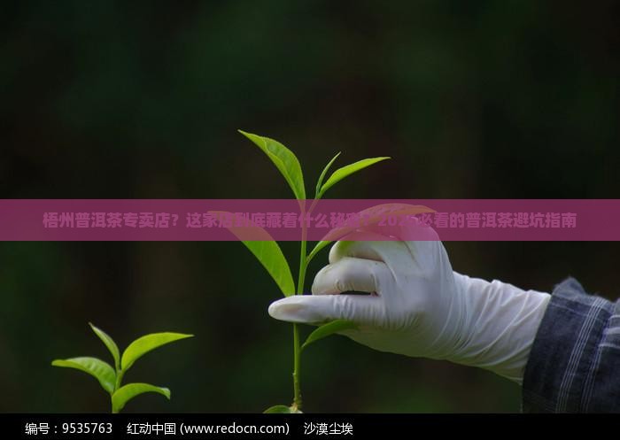 梧州普洱茶专卖店