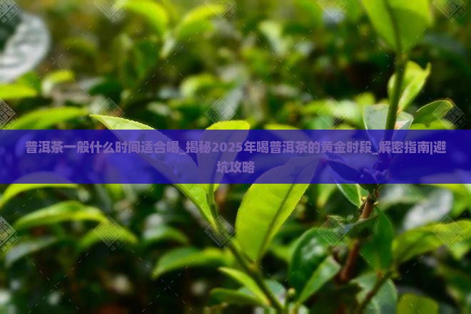 普洱茶一般什么时间适合喝
