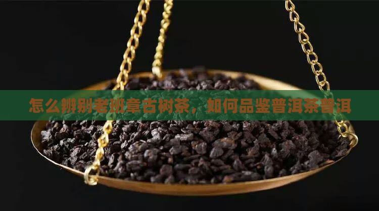 怎么看老班章古树茶
