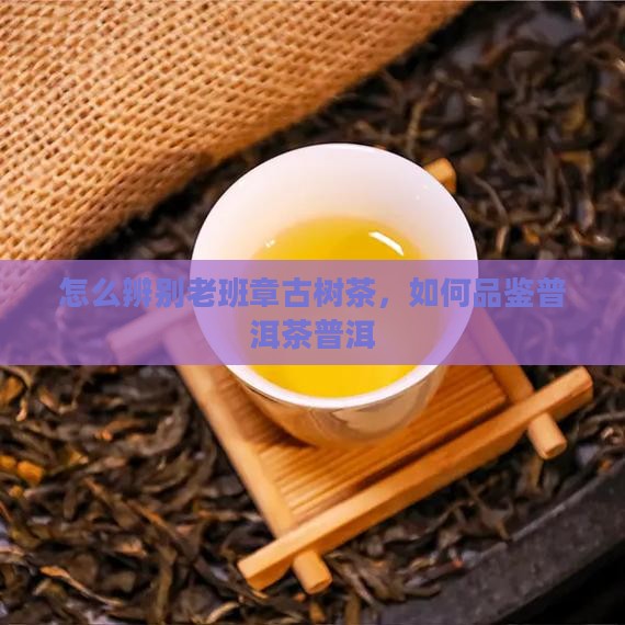 怎么看老班章古树茶