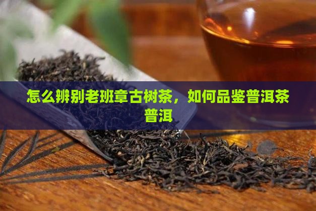 怎么看老班章古树茶