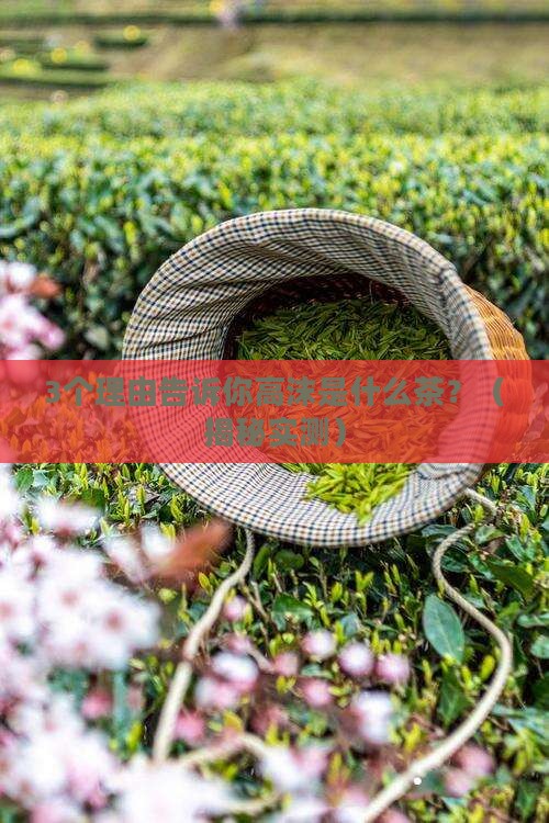 高沫是什么茶阔气么