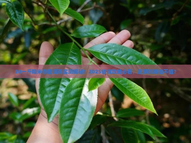 20一斤糯米香普洱茶