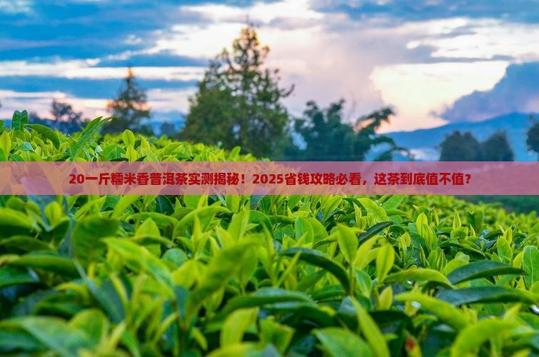 20一斤糯米香普洱茶