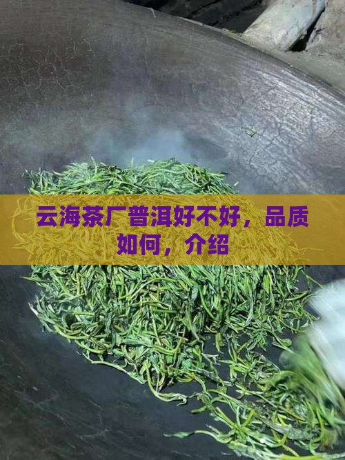 云海茶厂普洱好不好