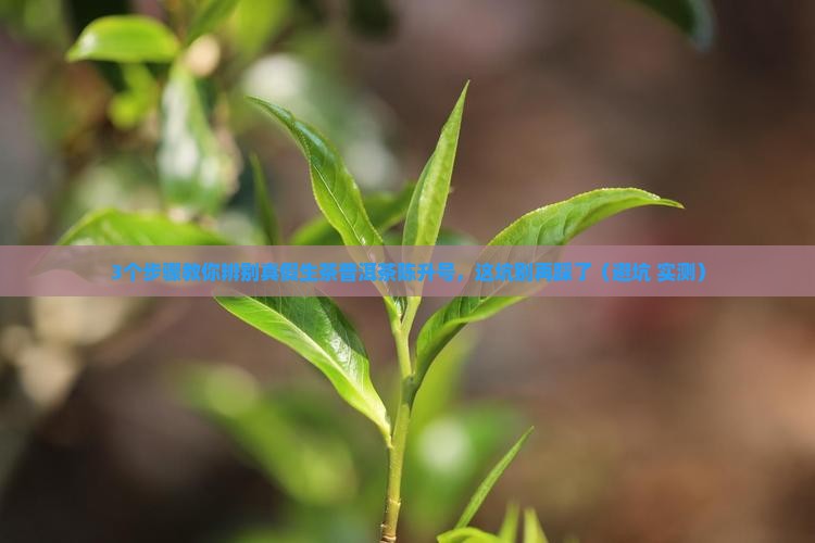 生茶普洱茶陈升号