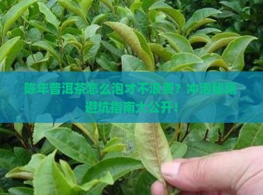 陈年普洱茶的冲泡技巧