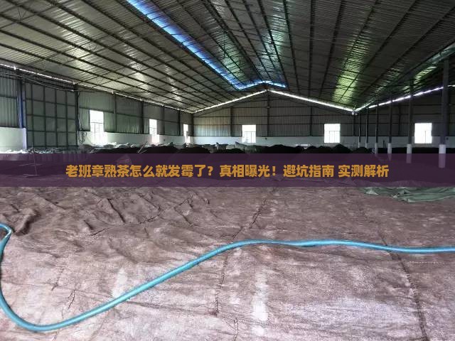 老班章熟茶放的发霉了