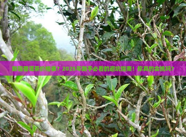 新疆普洱茶价格表