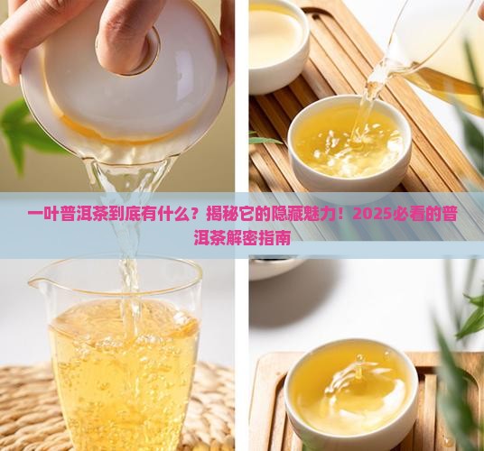 一叶普洱茶有哪些