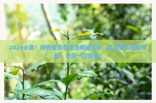 樟香普洱茶怎么泡