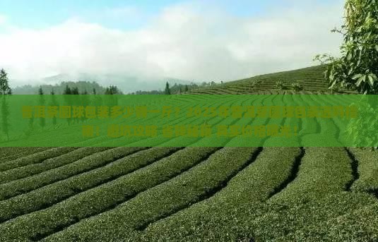 普洱茶圆球包装的多少钱一斤