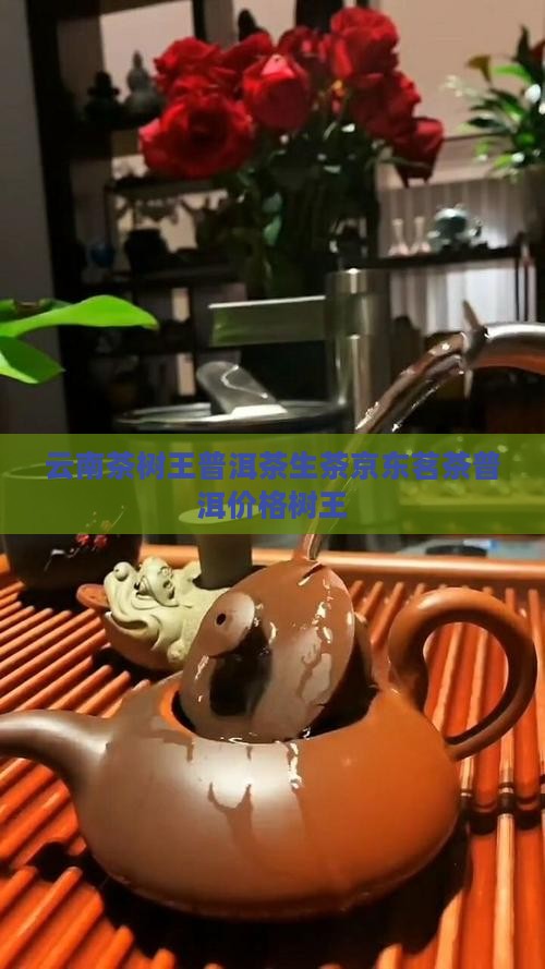 云南茶树王普洱茶生茶