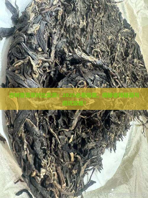 古树普洱茶对比