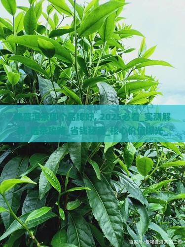 纯普洱茶哪个品牌好