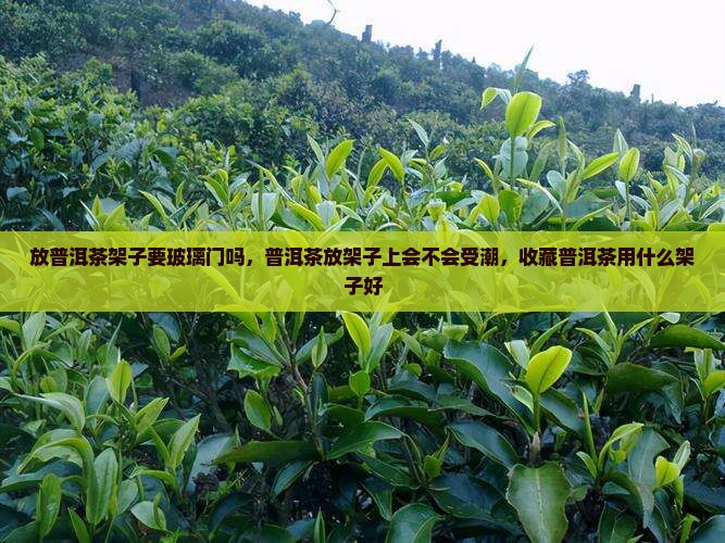 放普洱茶架子要玻璃门吗