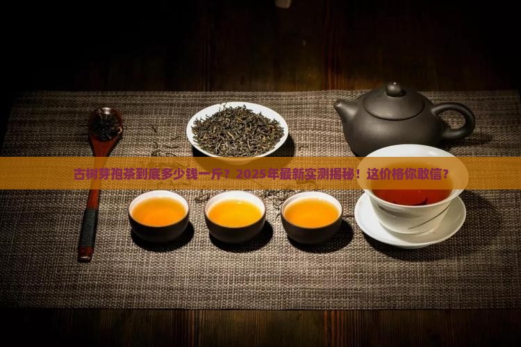 古树芽孢茶多少钱一斤