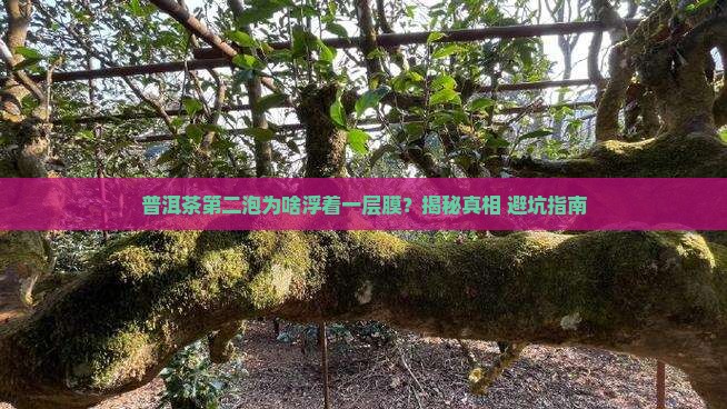普洱茶第二泡上面为什么有层膜
