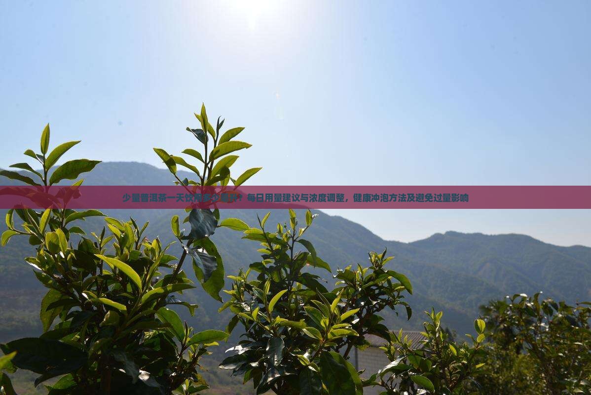 1天喝多少量普洱茶好