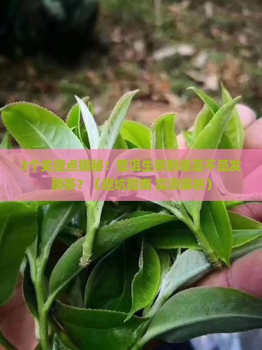 普洱生茶是属于发酵茶吗