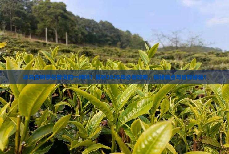 冰岛古树茶普洱的一种