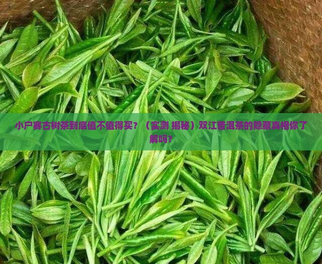 双江古树茶小户赛普洱茶的特点