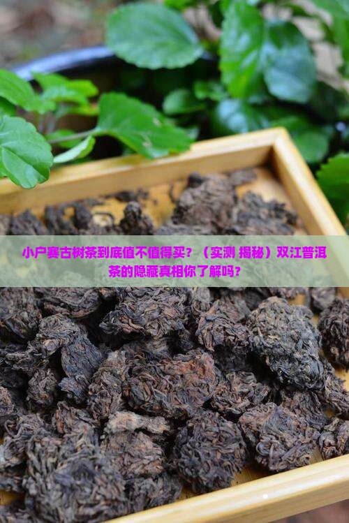 双江古树茶小户赛普洱茶的特点