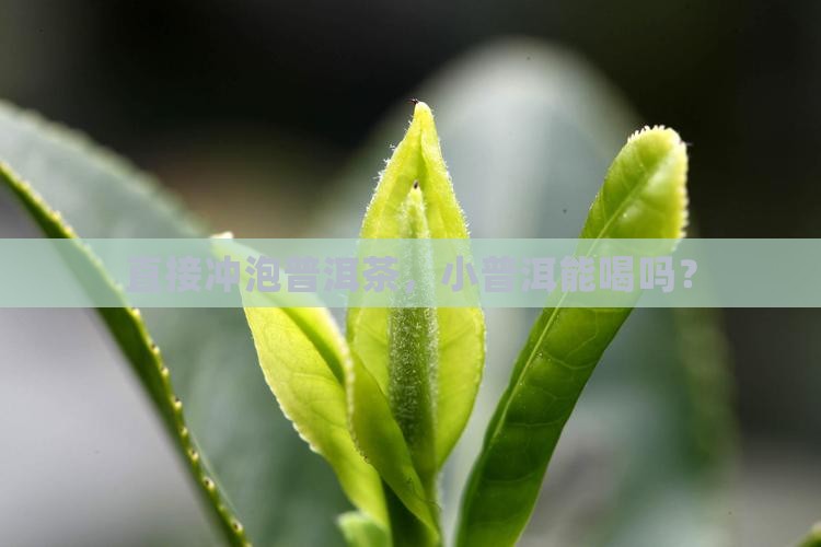 小普洱冲普洱茶能喝吗