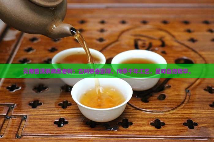 云南普洱茶麻黑老树
