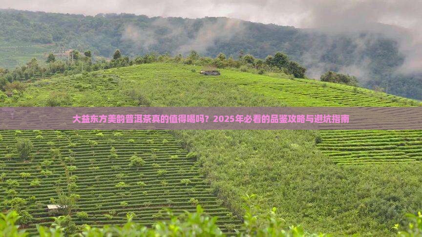 大益东方美韵普洱茶