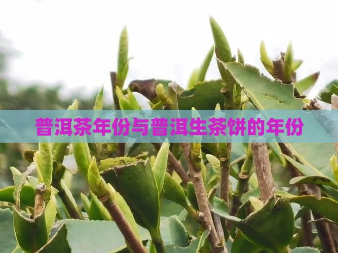云南普洱茶饼生茶年份