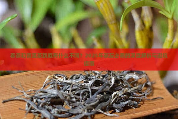 春茶和普洱茶区别 春茶和普洱茶区别
