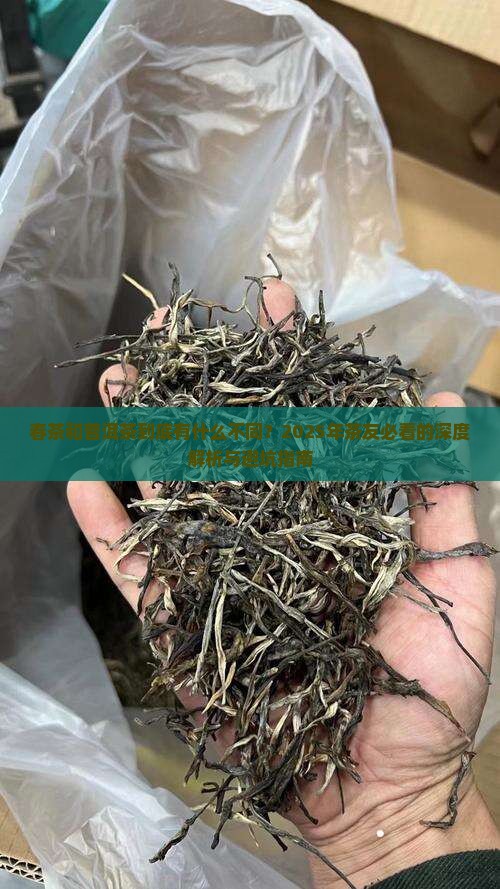 春茶和普洱茶区别 春茶和普洱茶区别