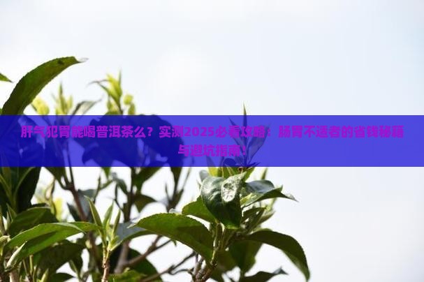 肝气犯胃能喝普洱茶么