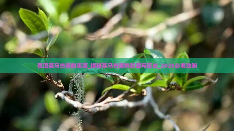 普洱茶马古道的来源