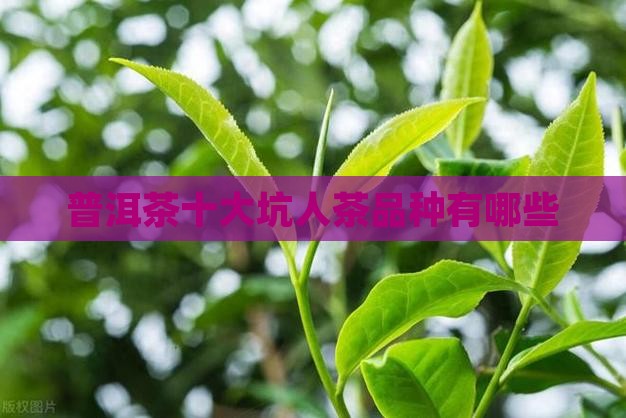 普洱茶十大坑人茶品种有哪些