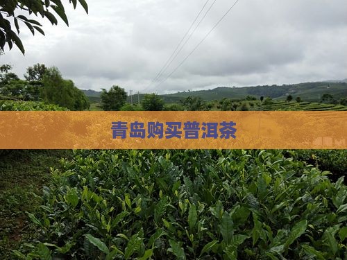 青岛购买普洱茶