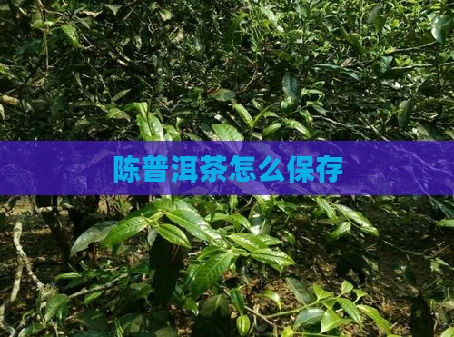 陈普洱茶怎么保存