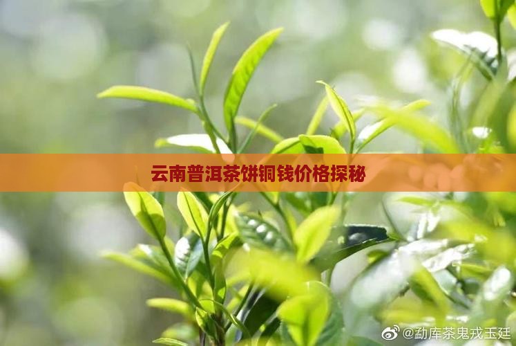 云南普洱茶饼茶同钱一样的