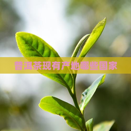普洱茶现有产地有哪些国家